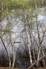 birch forest in the morning