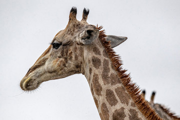 A giraffe grazes in the plains near Halali
