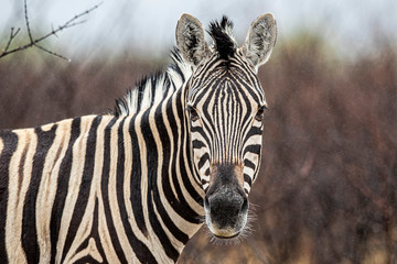 Fototapeta na wymiar A zebra in the plains near Halali in Etosha National Park