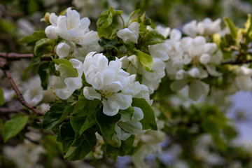 Large white flowers on a branch of an apple tree