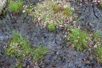 moss on the ground