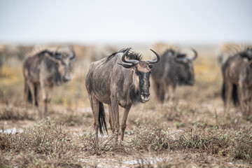 Blue wildebeests in the plains during a thunderstorm near Salvadora
