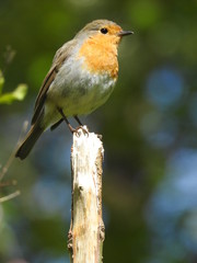 robin on a branch