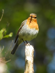 robin on a branch
