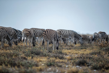 Fototapeta na wymiar Zebras in the plains during a thunderstorm