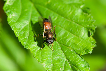 This is not a fly with big brown goggle eyes, it is a brilliant coquette