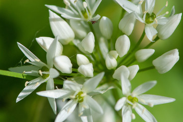 Close-up flowers of wild garlic, ramsons, buckrams, broad-leaved garlic, wood garlic, bear leek or bear's garlic in spring