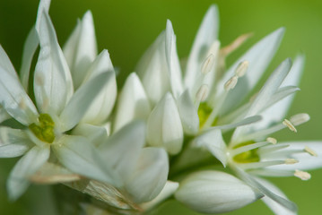 Close-up flowers of wild garlic, ramsons, buckrams, broad-leaved garlic, wood garlic, bear leek or bear's garlic in spring