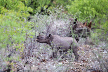 Two rhinoceros eat vegetation in the brush near the Halali