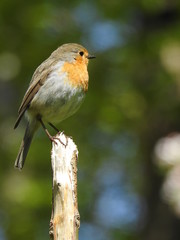 robin on a branch