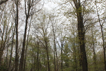 trees in the woods