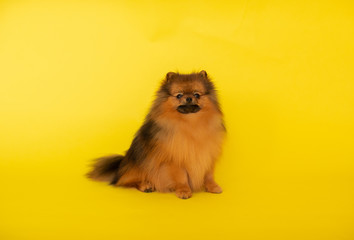 Portrait of little cute red haired spitz puppy posing on a yellow background with copy space