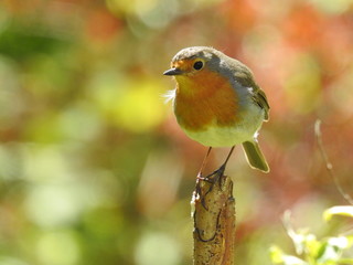 robin on a branch