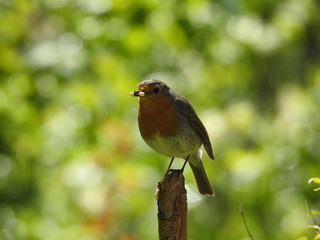 robin on a branch