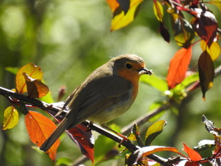 robin on branch with a larva