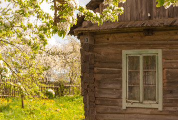 Fragment of a wooden house in a blooming garden.
