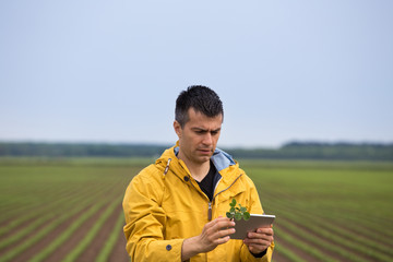Naklejka na ściany i meble Farmer with tablet checking soybean plant in field