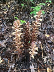 fleur au printemps dans la forêt
