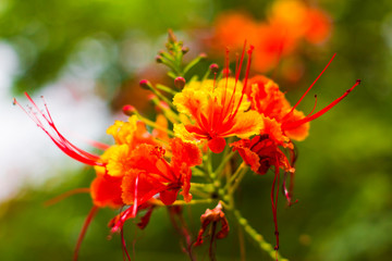 Delonix regia flower tree 1