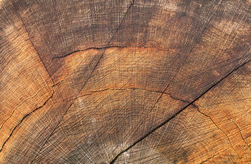 Naklejka premium Old wooden oak tree cut surface. Brown tones of a felled tree trunk