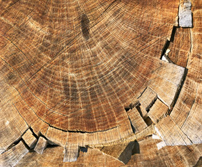 cross section of tree trunk oak. Brown wood texture
