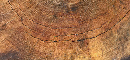 Wood texture of cut tree trunk oak, wooden background