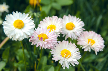 Fototapeta premium Close-up of white and pink spring daisy flowers and yellow dandelions. Spring flowers on a bright sunny spring day. Flower mood.
