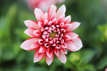 pink dahlia flower