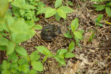 frog on the grass