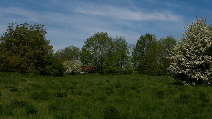 Obraz premium Trees and shrubs in the clearing. Free entry space.