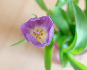 purple tulips on a white background