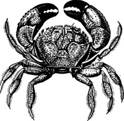 Crab on white background
