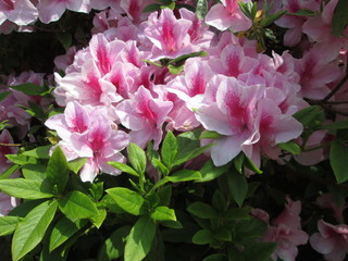 ツツジの花(ピンク)