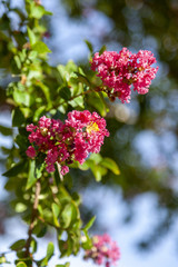 Leaf and Flowers of the Lagestroemia indica of Chinese origin