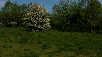 Obraz premium Trees and shrubs in the clearing. Free entry space.