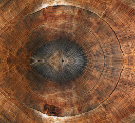 Old wooden oak tree cut surface.  Brown Rough organic texture of tree rings - obrazy, fototapety, plakaty