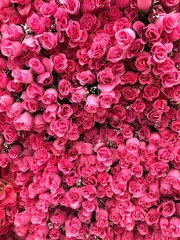 Naklejka premium Beautiful group of pink flowers