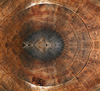 Old wooden oak tree cut surface.  Brown Rough organic texture of tree rings