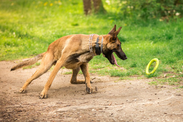 Owczarek belgijski bawi się ringo © nitka_zaplatana