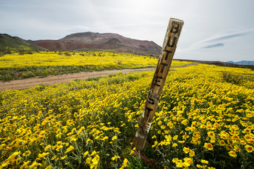 A desert in full wildflower bloom after recent rains in the Cali