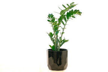 Zamioculcas pot plant