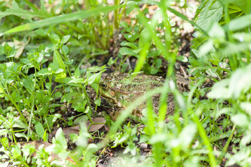 Toad or frog sitting and hide in the grass.