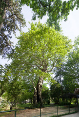 Oriental plane tree, botanical garden, exemplary.