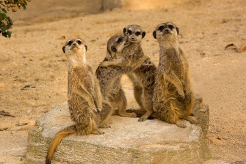 Fototapeta premium Meerkat (Suricata suricatta).