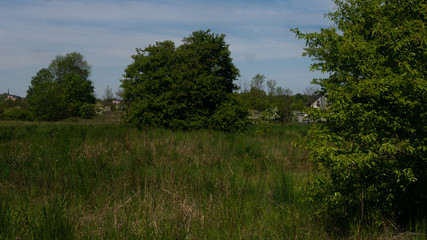 
Trees and shrubs in the clearing. Free entry space.