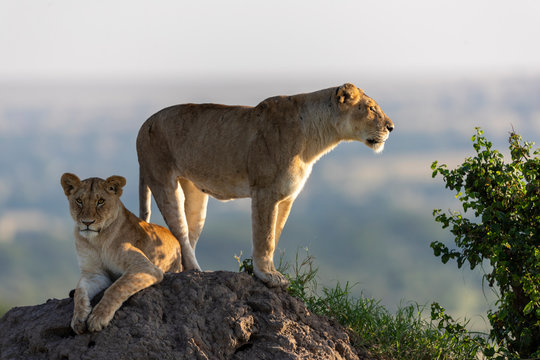 a lioness and her cub scans the surroundings from a mound of earth
