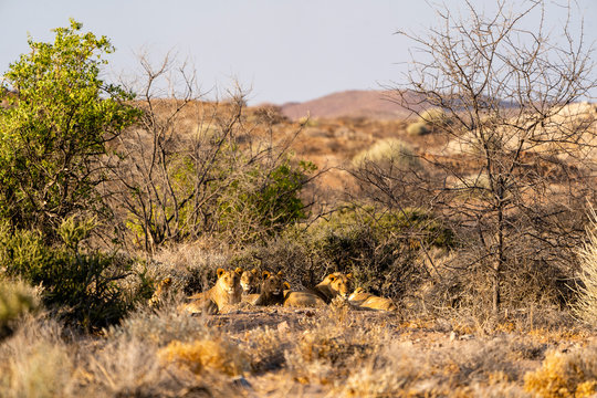 a group of lions is resting in the bush at sunset