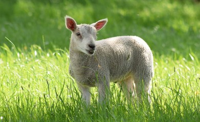 Fototapeta premium lamb in the grass