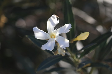 flor blanca