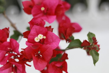 flores rojas 